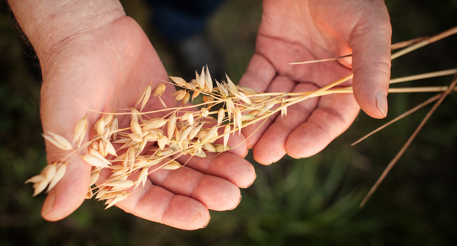 Hand holding harvested oats